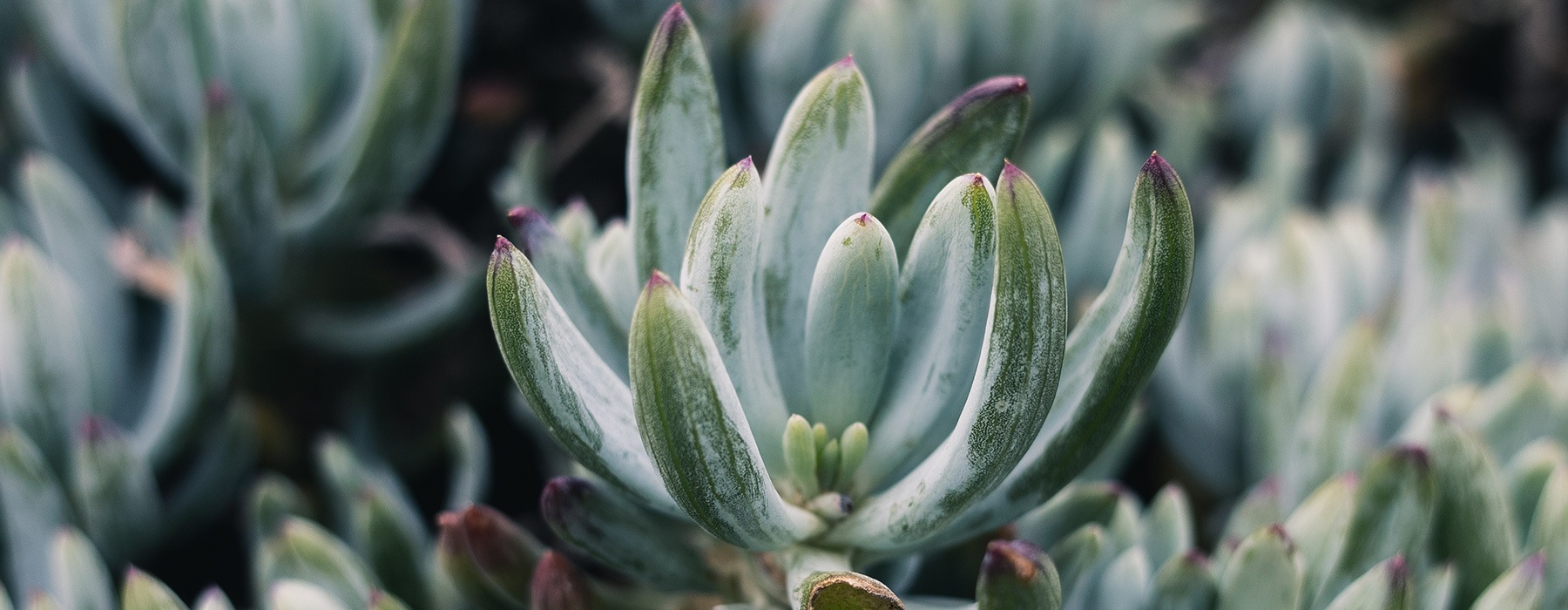 close-up of a succulent in a garden